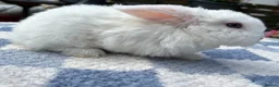 Mini Lop rabbits for sale: Two litter for sale  - Advert 11