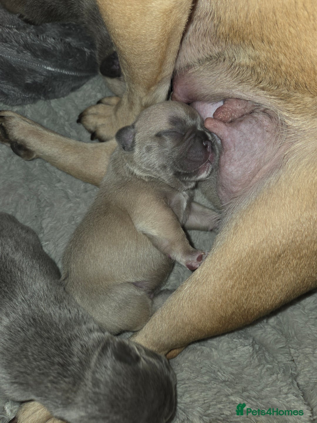 French Bulldog dogs for sale: 5 beautiful male french bulldog puppies  - Image 22