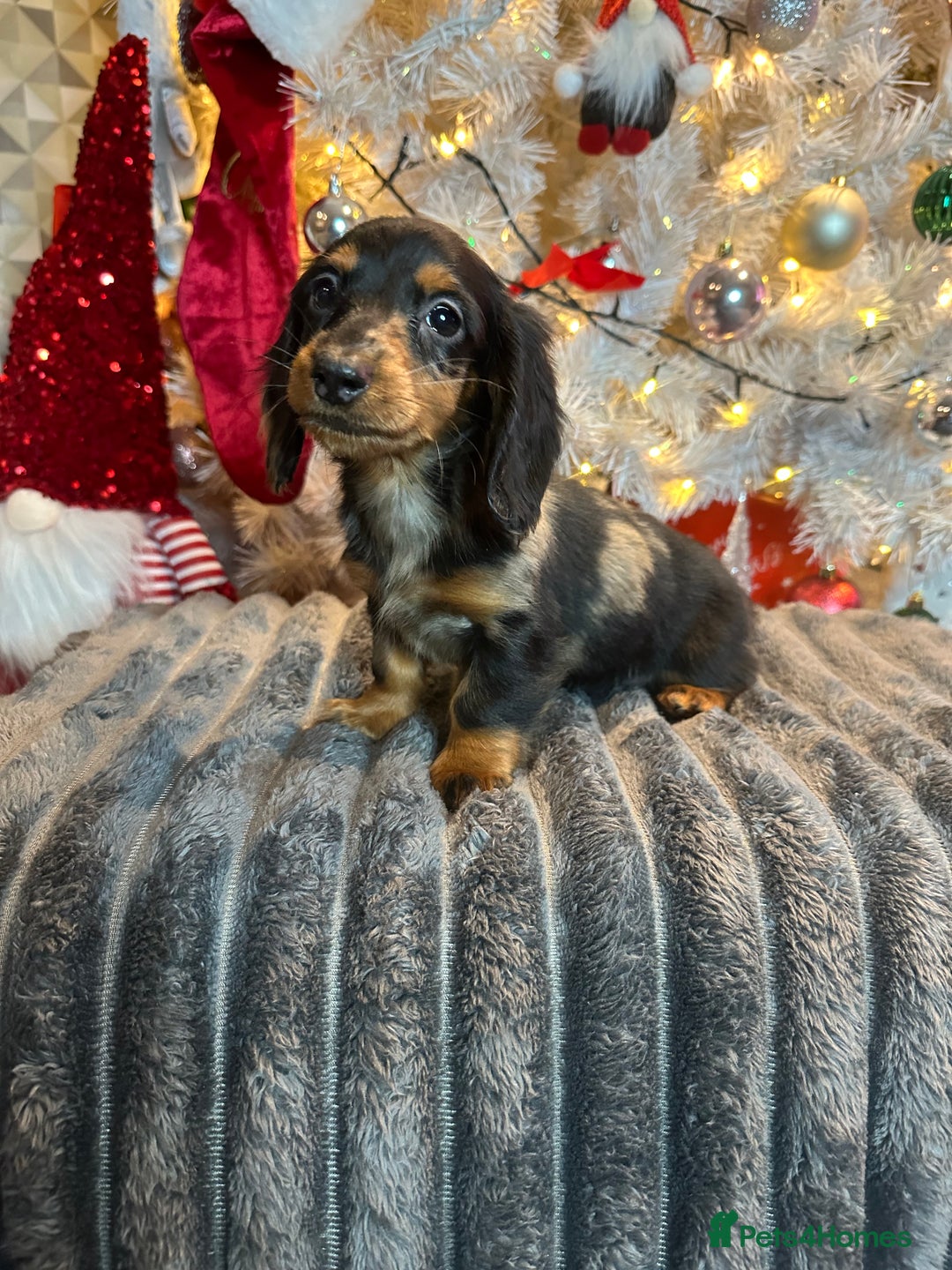 Miniature Dachshund dogs for sale: Long Haired Miniature Dachshund puppies - Advert 25