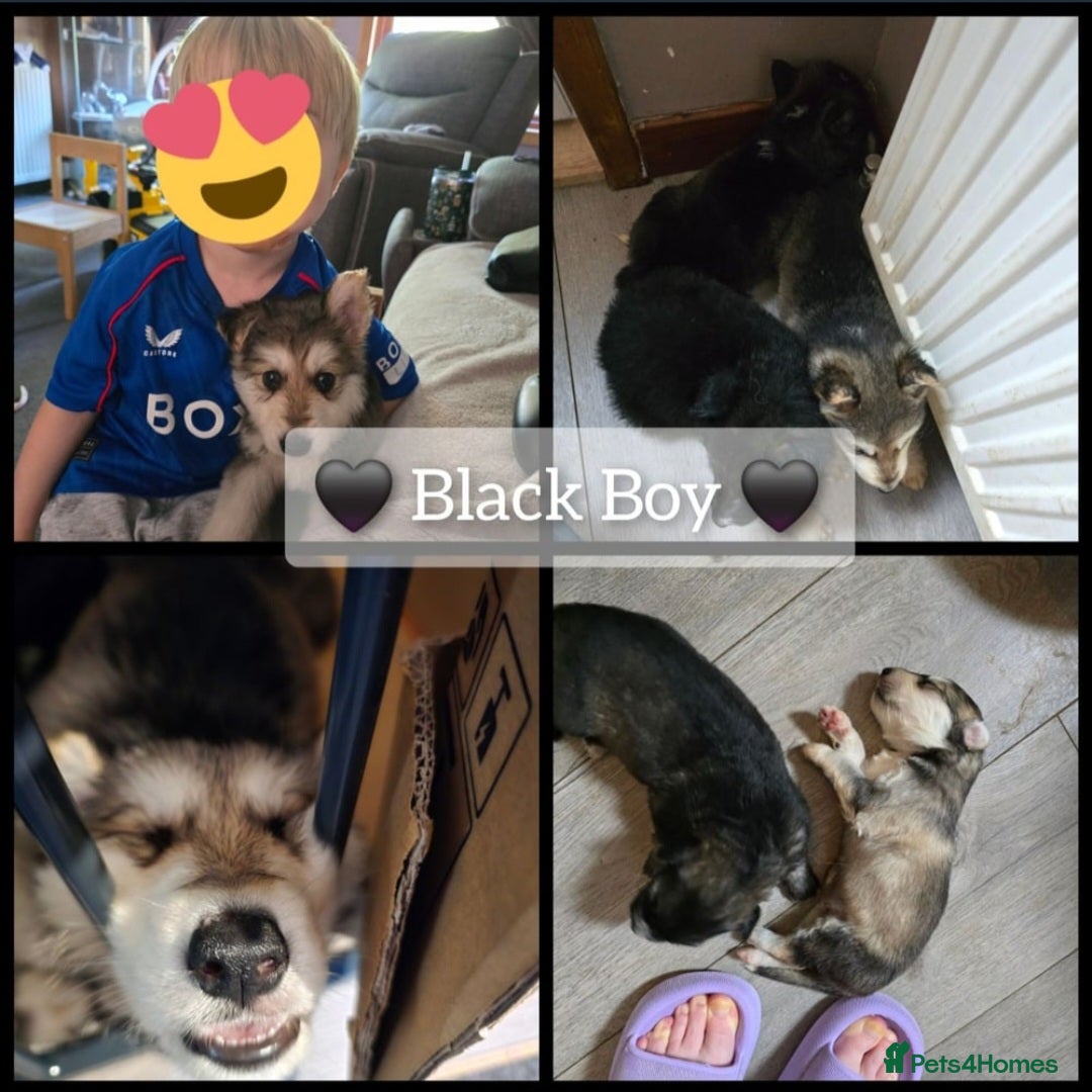 Mixed Breed dogs for sale: German Shepherd X Puppies - Image 19