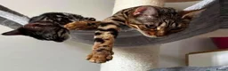 Bengal cats for sale: Retired breeding adults req. purrever pet homes 🐆 in Scunthorpe - Advert 11