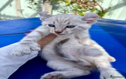 Bengal cats for sale: Gob smacking rare kittens  - Image 12