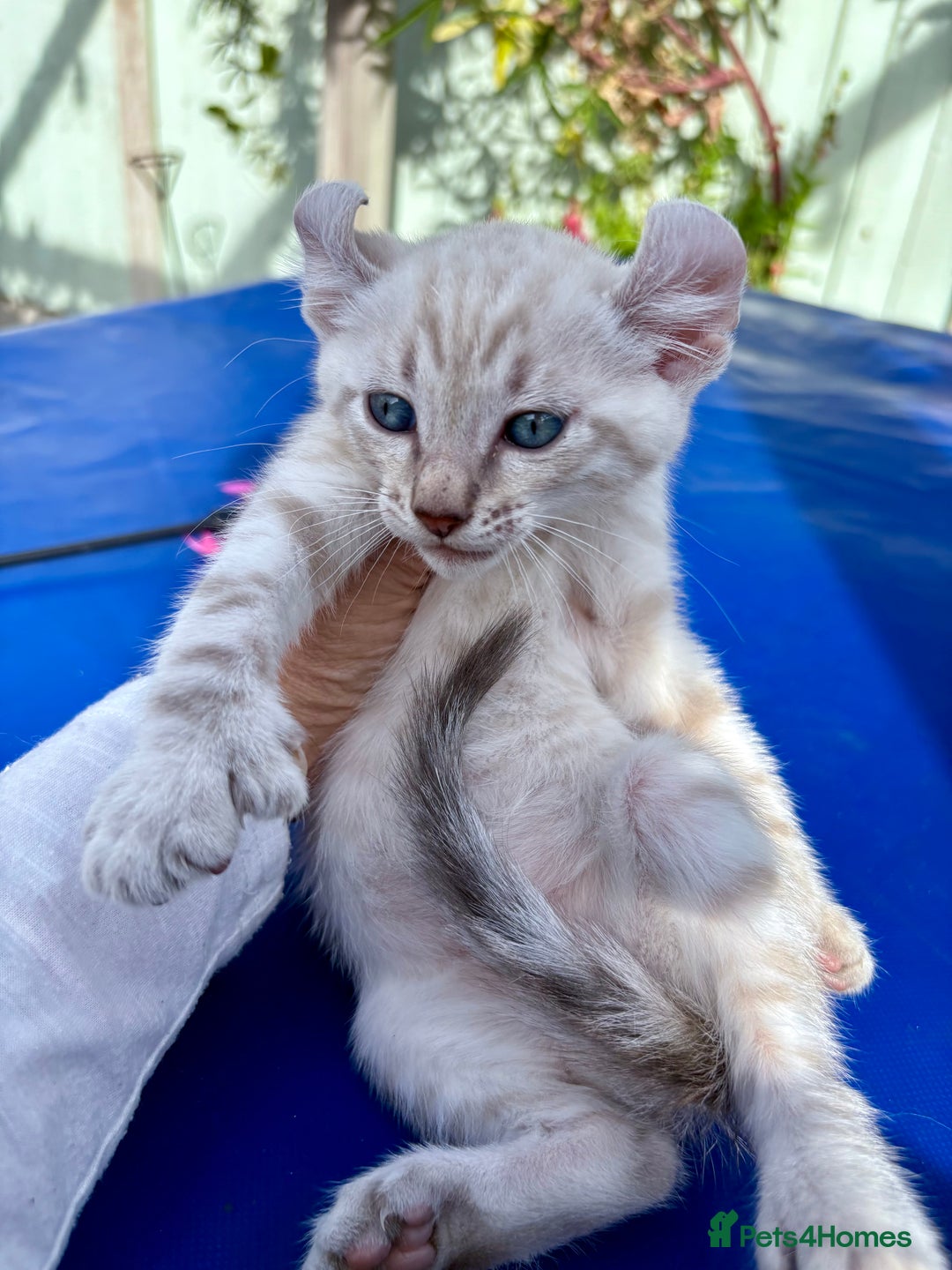 Bengal cats for sale: Gob smacking rare kittens  - Image 12