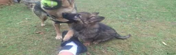 German Shepherd dogs for sale: Beautiful GSD puppies  - Advert 15