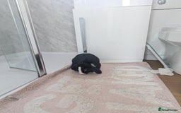 Mini Lop rabbits for sale: Mini Lop for a good home 🥰 - Image 14