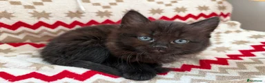 Mixed Breed 7 - Black girl, smaller one