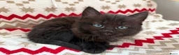 Mixed Breed cats for sale: Beautiful mixed-breed kittens! - Advert 9