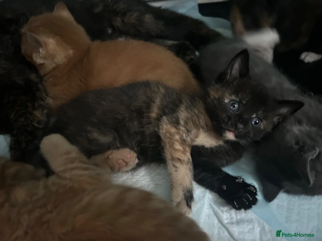 Mixed Breed cats for sale: Three Beautiful Female Kittens for sale - Advert 7