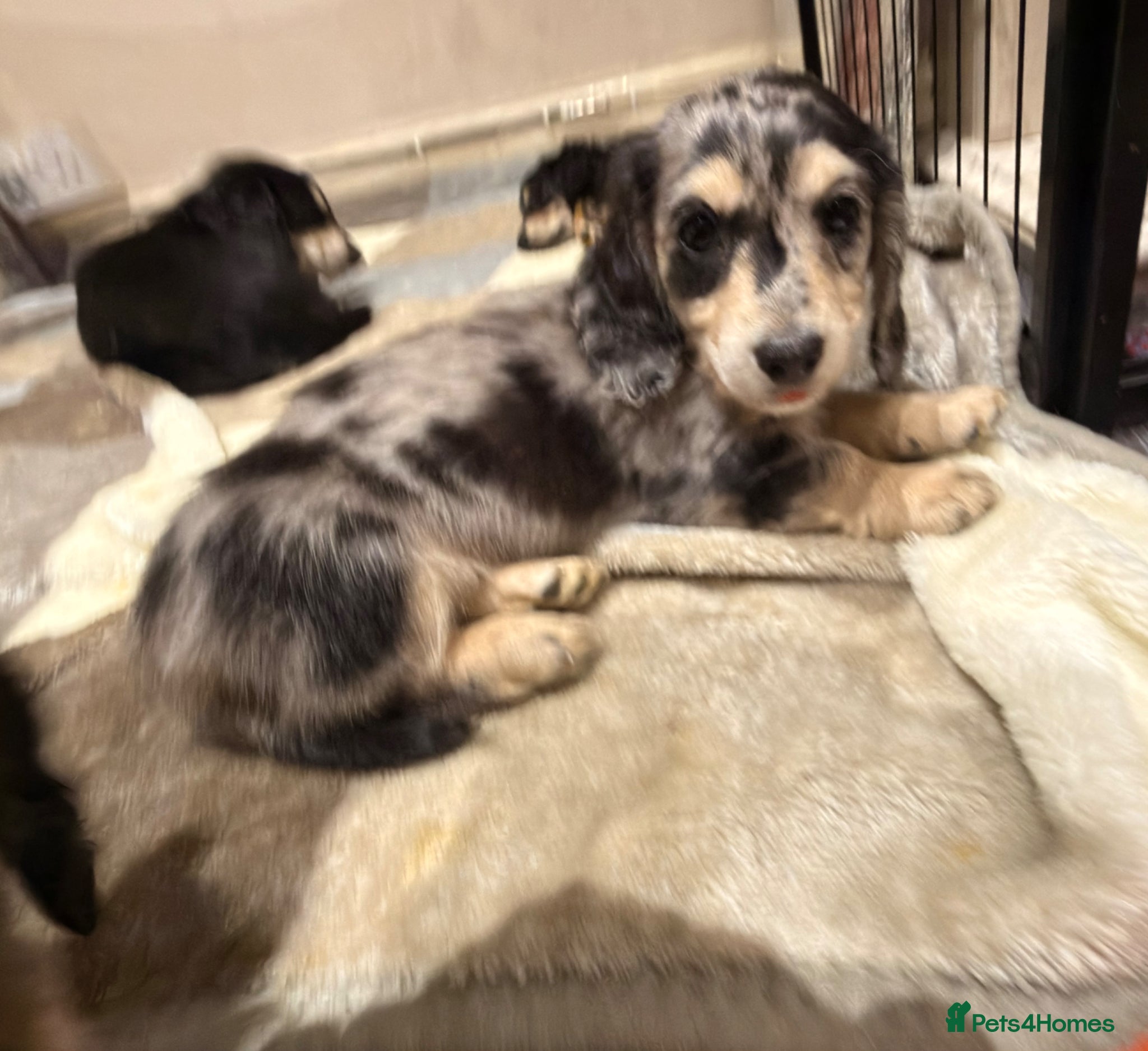 Miniature Dachshund dogs Litter of 5 stunning puppies - Advert 1