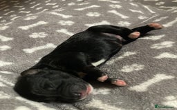 Goldendoodle dogs for sale: Miniature F1B Goldendoodle puppies - Image 8