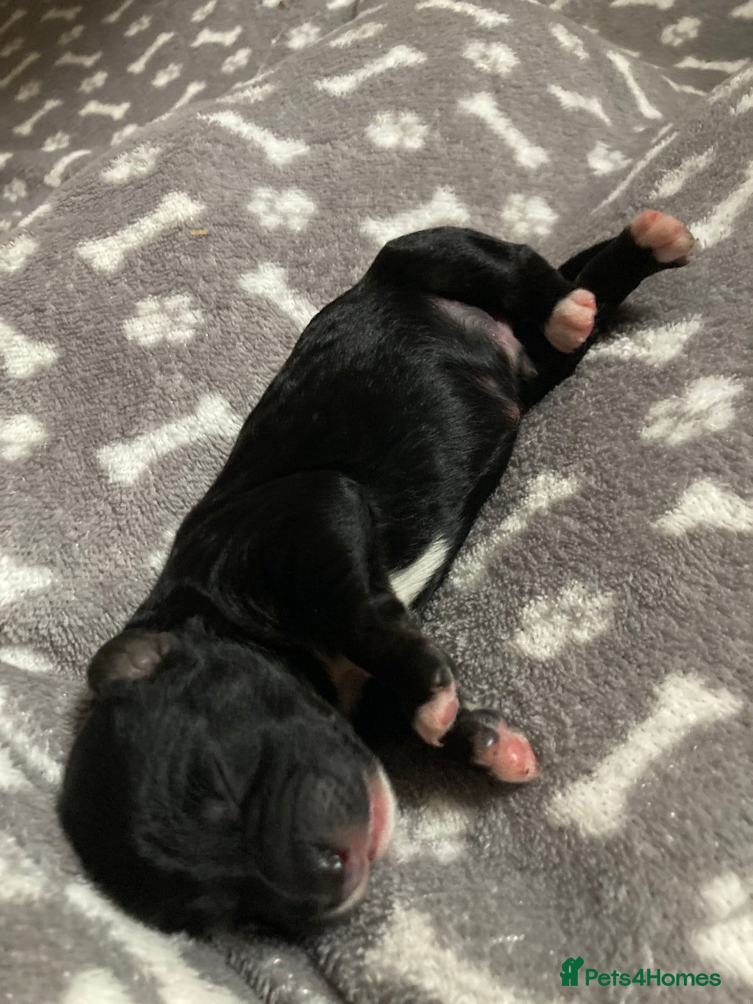 Goldendoodle dogs for sale: Miniature F1B Goldendoodle puppies - Image 8