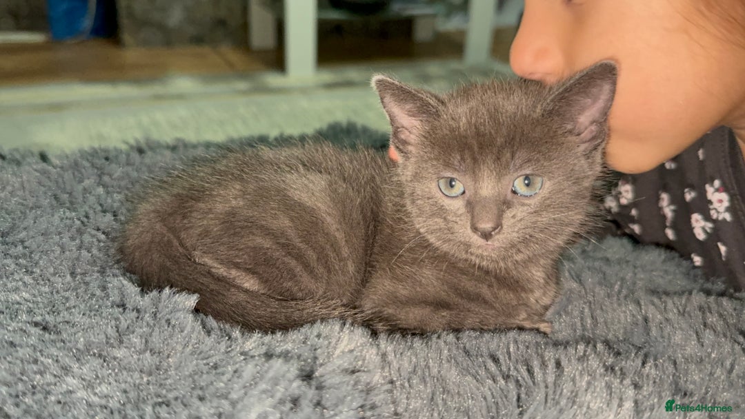 British Shorthair cats for sale: Adorable Sweet Soft British Shorthair Tabby Mix  - Image 15