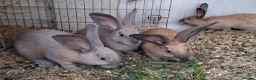 Continental Giant rabbits for sale: Continental Giants - Advert 3