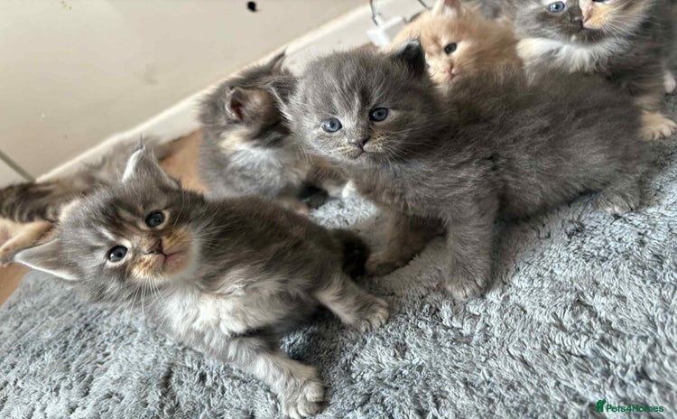 Maine Coon cats - Advert 7