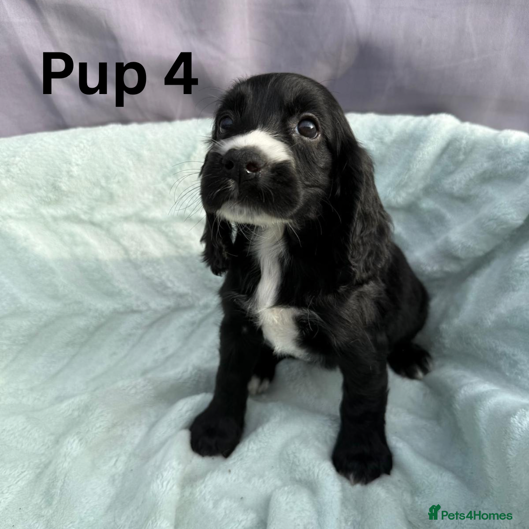 Cocker Spaniel dogs for sale: ⭐️ SHOW TYPE COCKER SPANIEL - READY ON 1ST AUGUST - Image 16