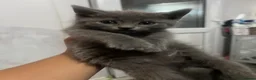 British Shorthair cats for sale: British short hair kittens - Advert 5
