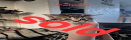 Mixed Breed cats for sale: 6 long and short haired fluffy kittens. - Advert 5