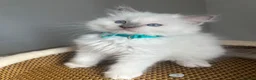 Ragdoll cats for sale: Registered Ragdoll kittens for sale - Advert 39