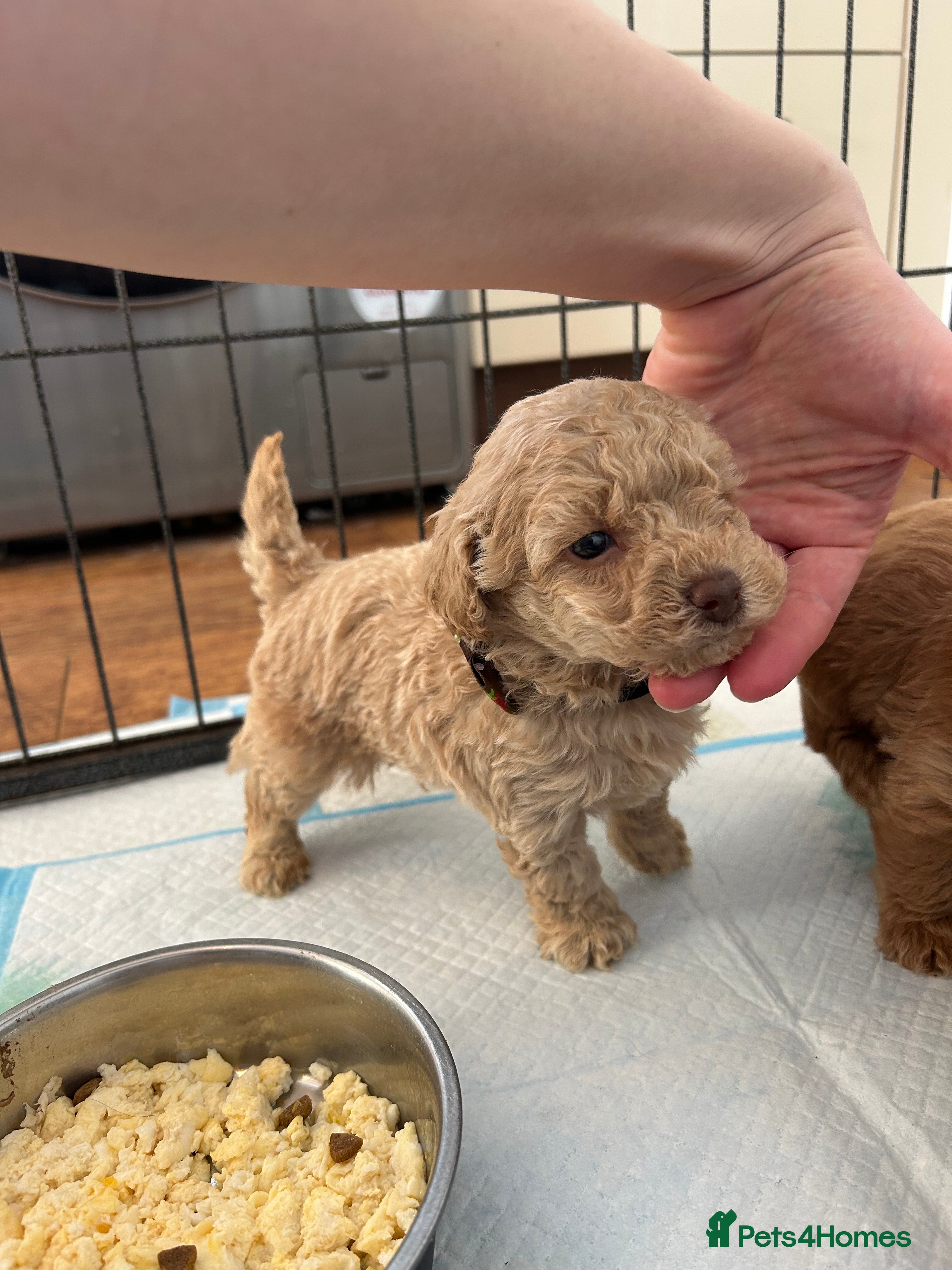 Maltipoo dogs Chocolate & tan Maltipoos (TOY!) - Advert 6