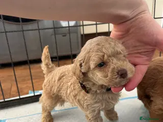 Maltipoo dogs Chocolate & tan Maltipoos (TOY!) - Advert 6