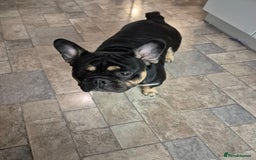 Mixed Breed dogs for sale: French bulldog  - Image 1