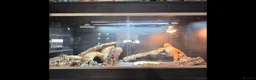 Bearded Dragon reptiles for sale: Bearded dragon rehoming - Advert 4