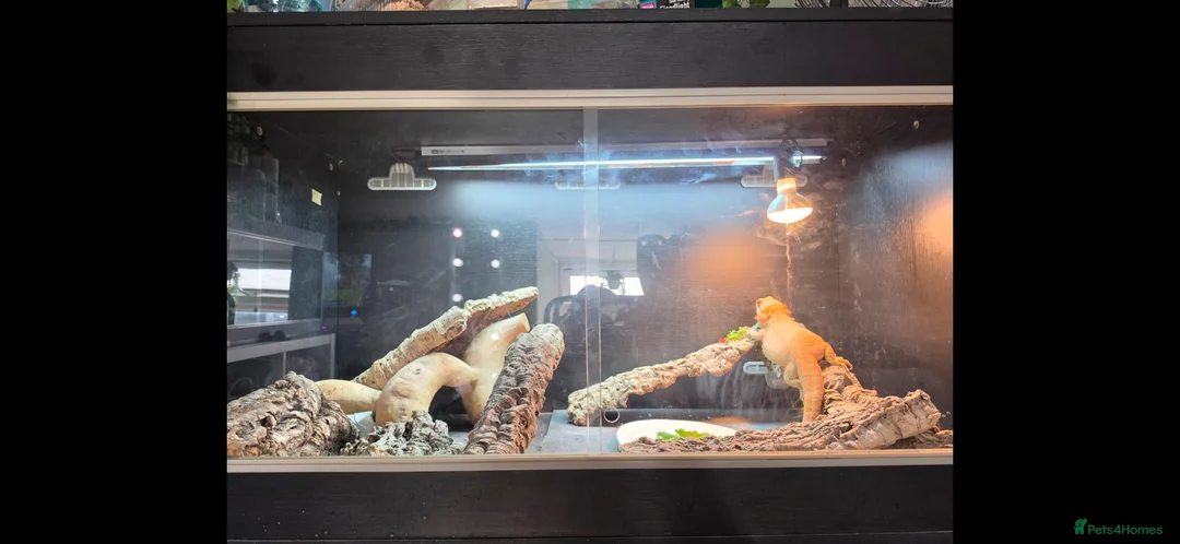 Bearded Dragon reptiles for sale: Bearded dragon rehoming - Advert 4