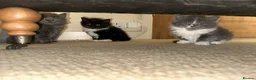 Ragdoll cats for sale: Rag doll x Russian Blue  - Advert 3