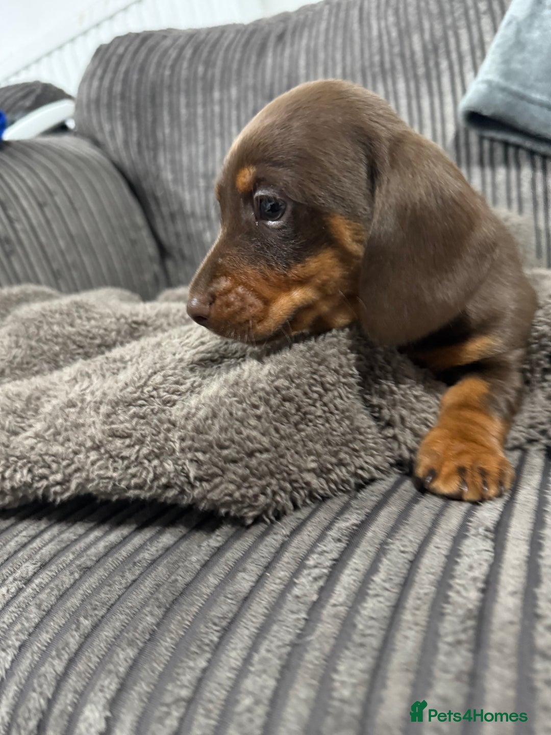 Miniature Dachshund dogs for sale: Miniature dachshund puppies  - Advert 8