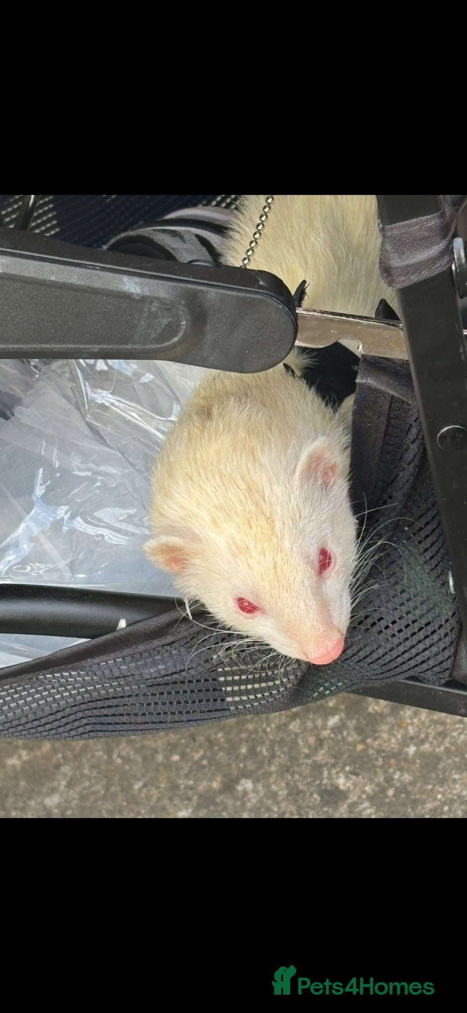 Ferret rodents Female ferret  - Advert 2