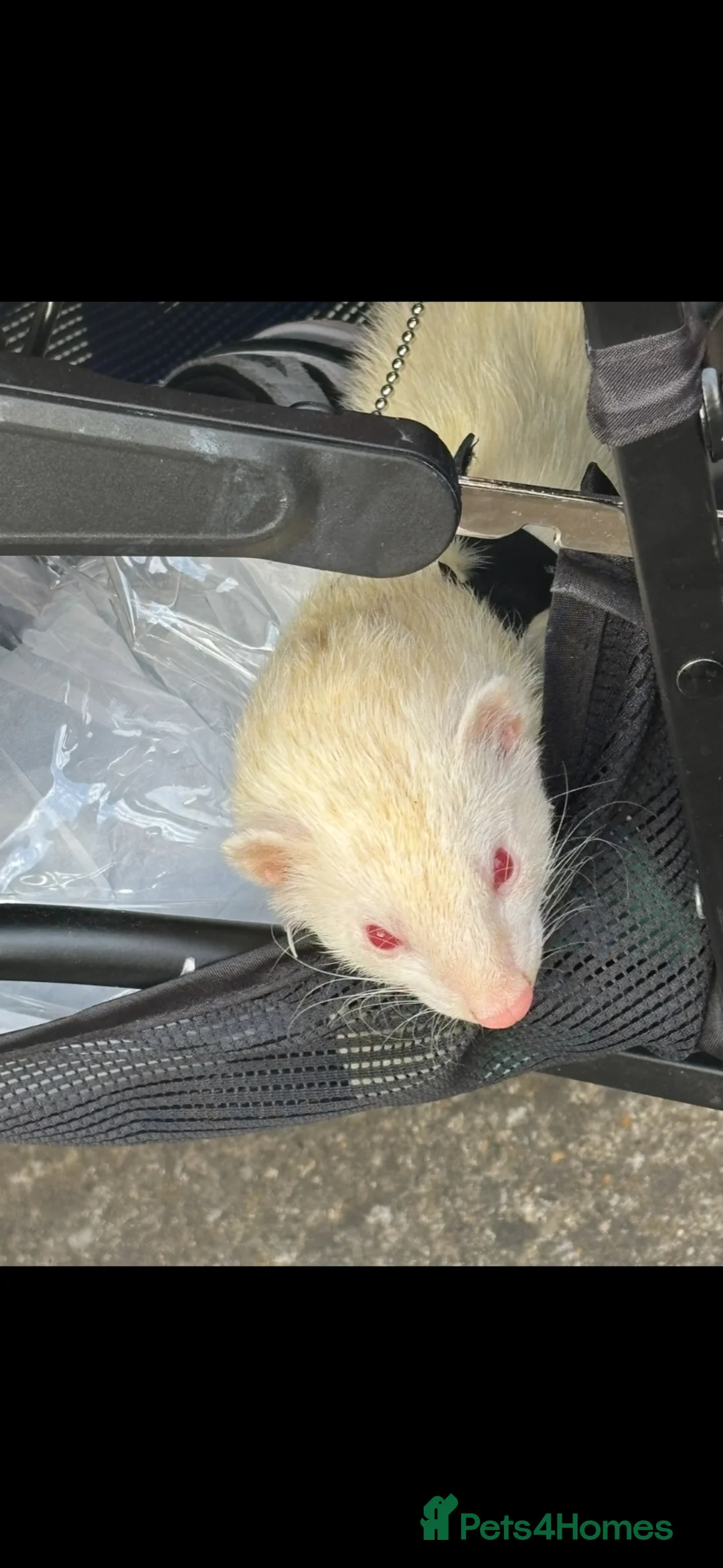 Ferret rodents for sale: Female ferret  in London - Advert 1