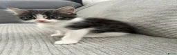 Maine Coon cats for sale: Kittens Looking for Their Forever Homes 🐾 - Advert 28