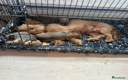 Chorkie dogs for sale: Chorkie puppies for sale  - Image 3