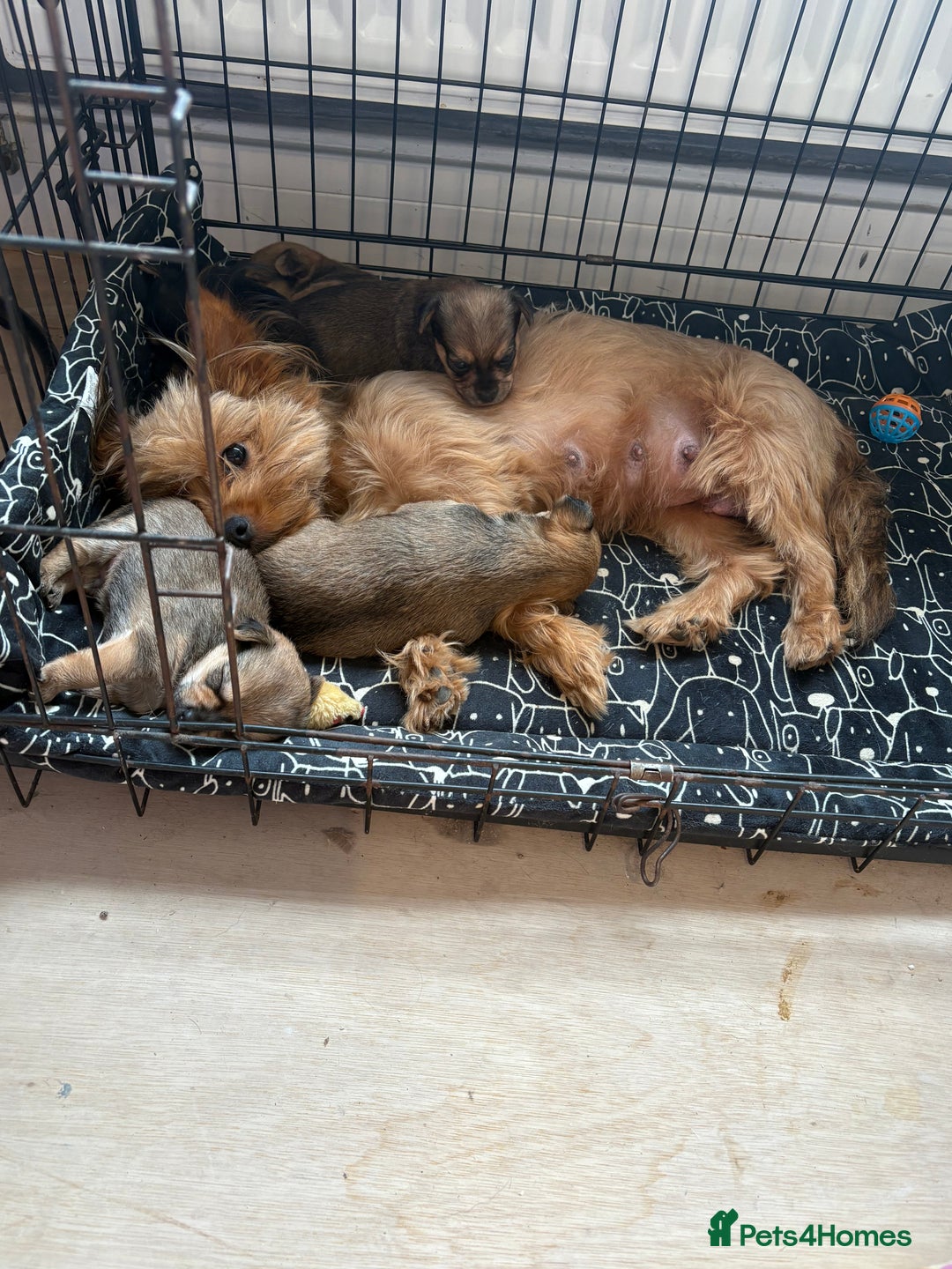 Chorkie dogs for sale: Chorkie puppies for sale  - Image 3