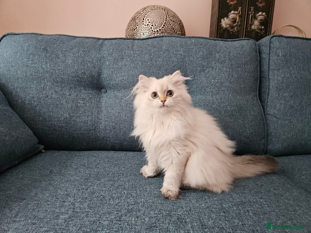 Scottish Fold cats for sale: Excellent Scottish straight girl ready to go in Erith - Image 29