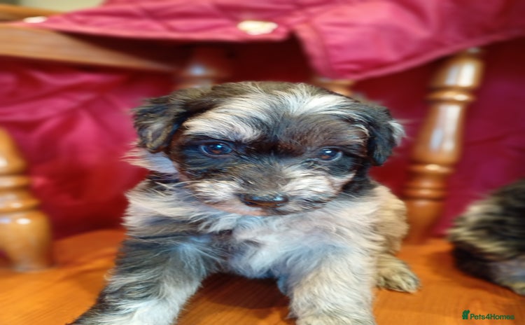 Mixed Breed dogs - Advert 6