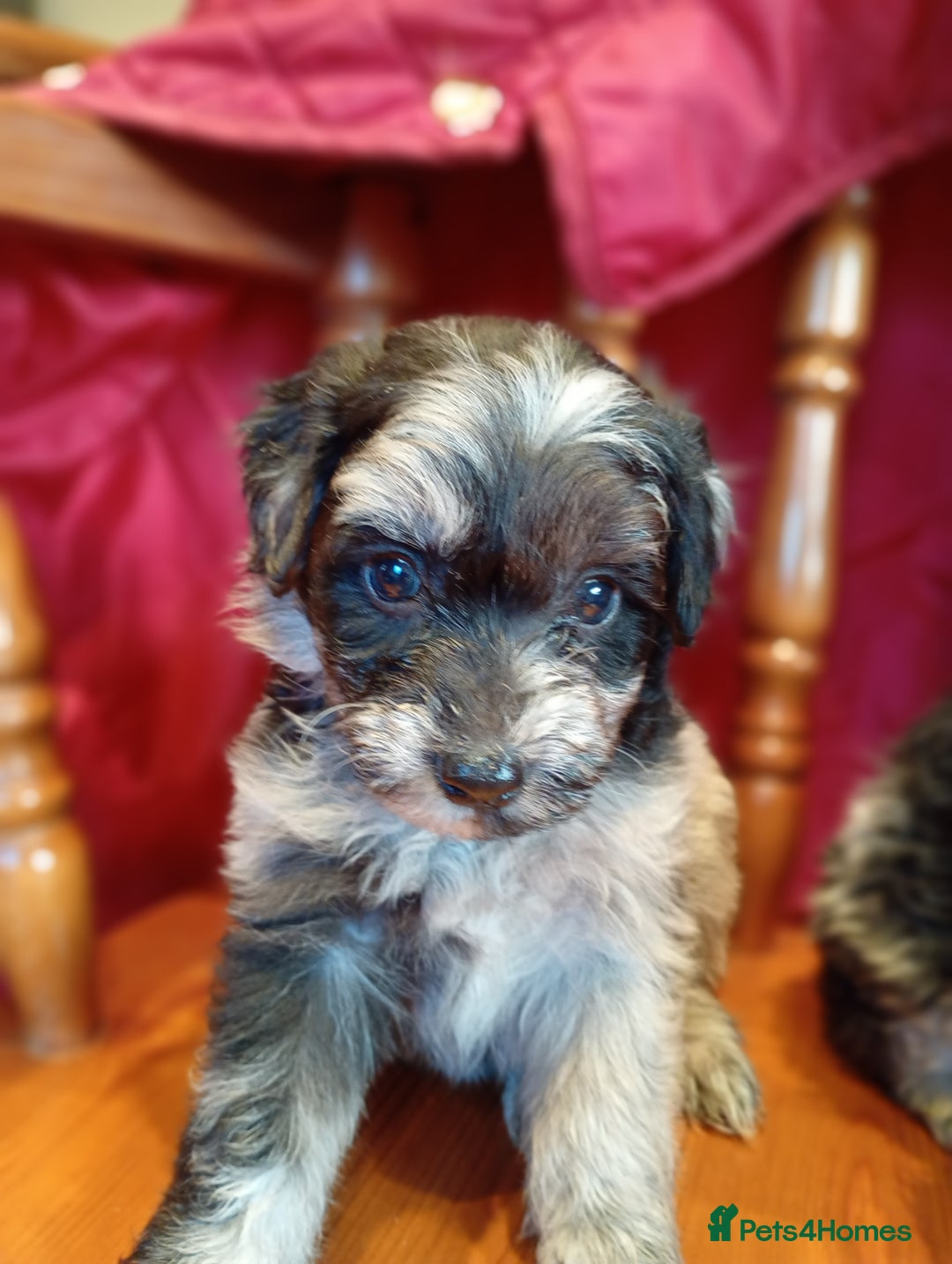 Terrier Pets4homes Pomapoo Beautiful Pomapoo Puppies Ready Next