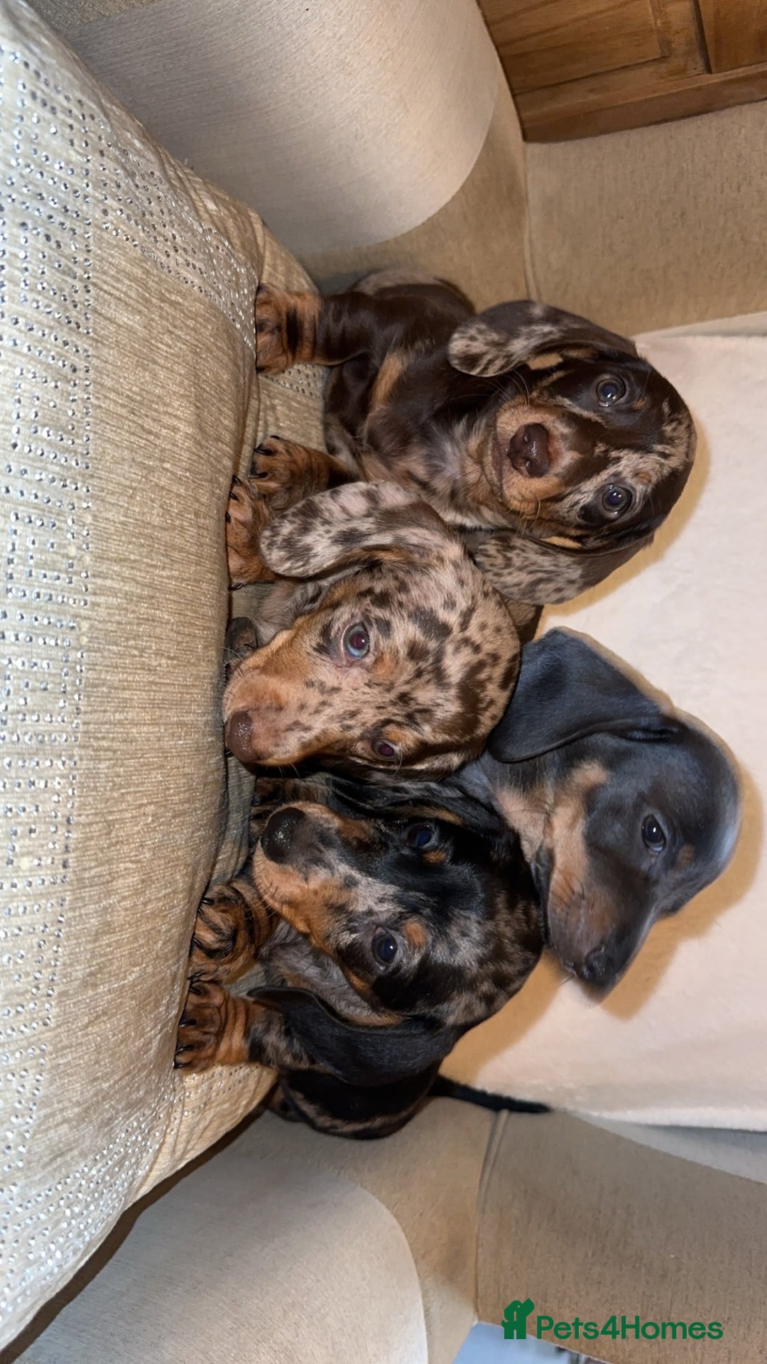 Miniature Dachshund dogs for sale: Kc registered Miniature dashaund puppy’s  - Advert 4