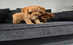 Maltipoo dogs for sale: Maltipoo pups - Image 9