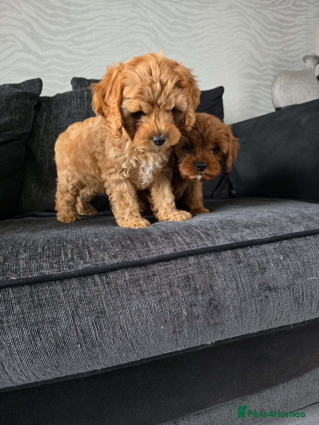 Maltipoo dogs for sale: Maltipoo pups - Image 9