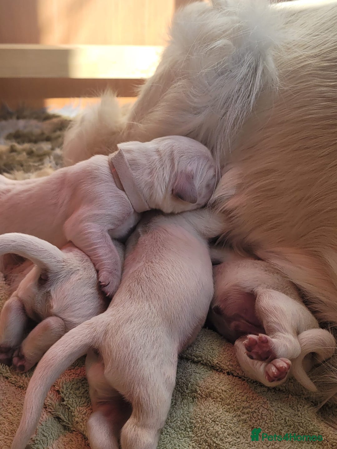 Golden Retriever dogs for sale: Golden Retriever Pups – First Class Homes Wanted - Image 16