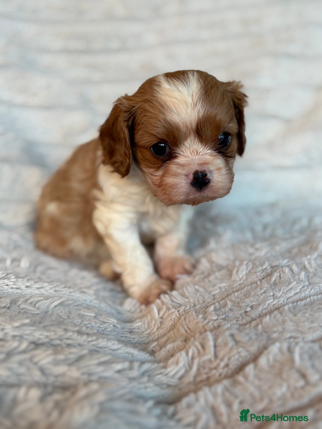 Cavalier King Charles Spaniel dogs for sale: Cavalier King Charles spaniel puppies - Advert 5