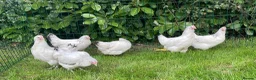 Chickens poultry for sale: Chickens Point of lay hens - Advert 12