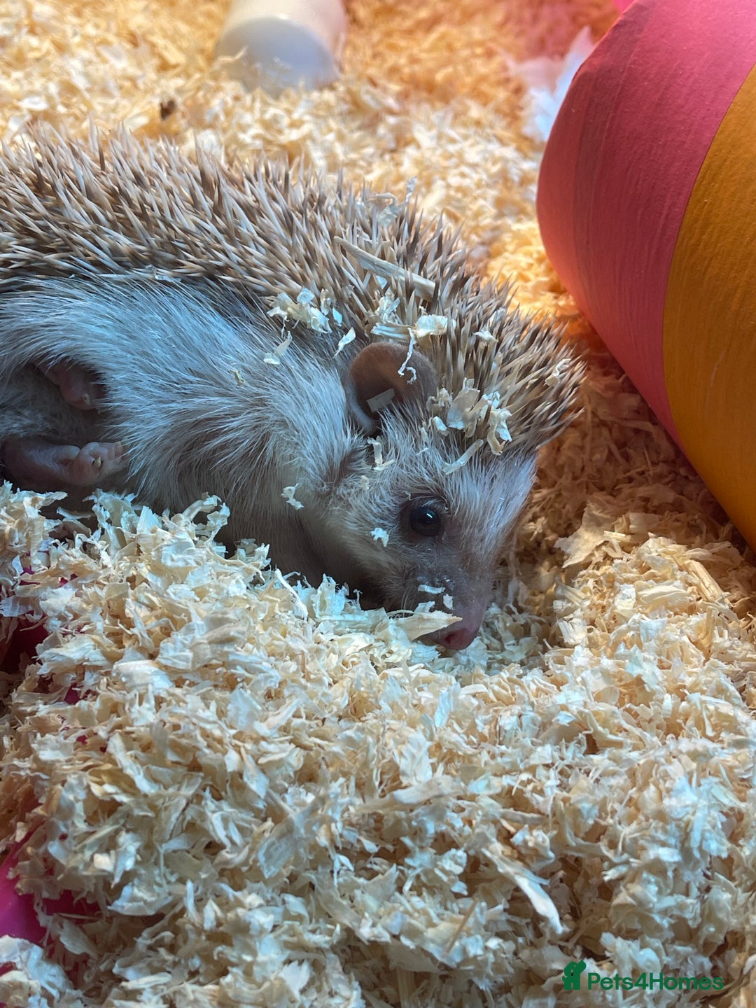 Tortoise reptiles for sale: Hedgehog  - Advert 1