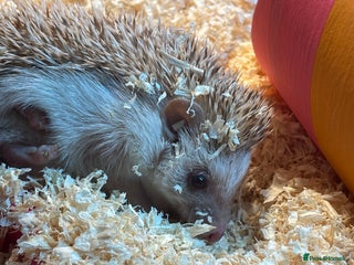 Tortoise reptiles Hedgehog - Advert 1