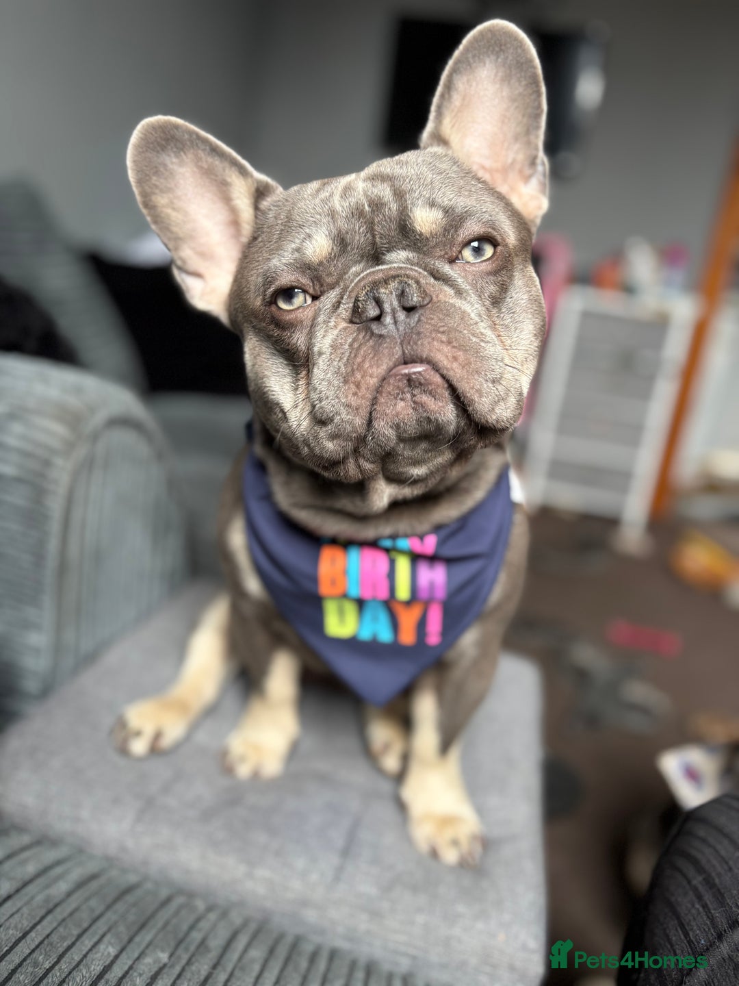 French Bulldog dogs for stud: blue and tan french bulldog stud - Advert 1