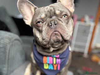 French Bulldog dogs blue and tan french bulldog stud - Advert 1