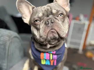 French Bulldog dogs blue and tan french bulldog stud - Advert 2