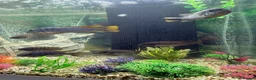 Cichlids fish for sale: Afrikan Cichlids  in Feltham - Advert 3