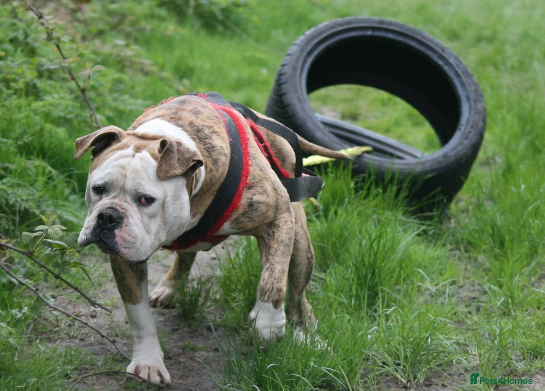 Alapaha Blue Blood Bulldog dogs for sale: SUPERB PICK OF LITTER PUP 5***** - Advert 23